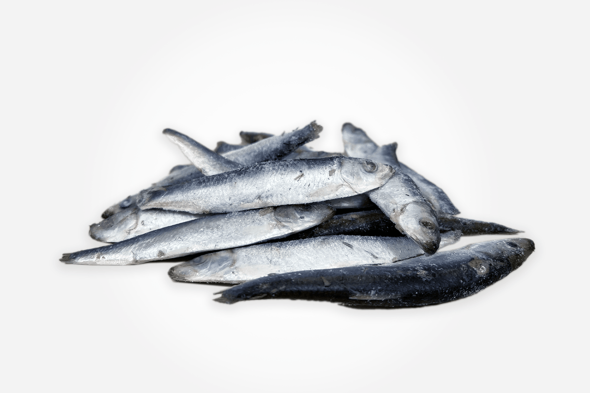 Frozen Sprats 1kg Bag Mersey Raw Dog Food